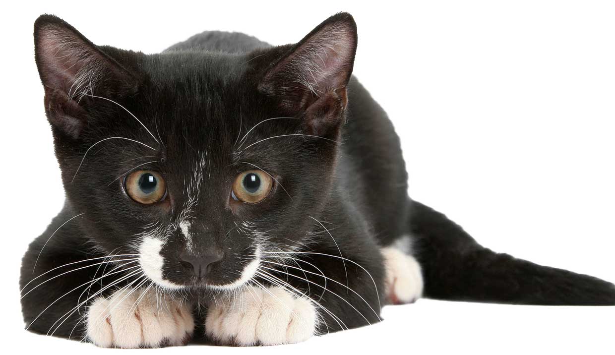 pretich.com/forum/attachments/cat-black-png-1.jpg