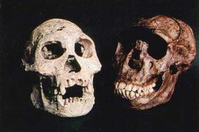 древнейшие останки homo erectus, человека прямоходящего