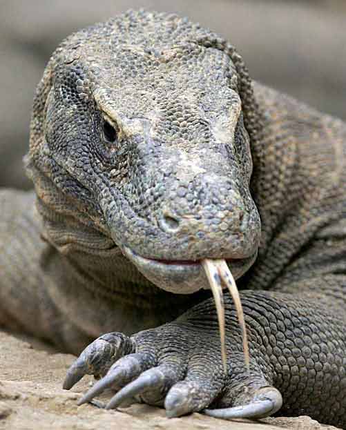 Вараны, Varanidae Вараны, Varanidae