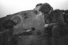 1943_yyyy_tiger_gfvc_4154-1_t1.jpg